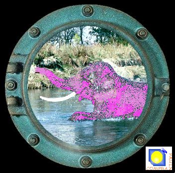 elephant rose