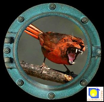 oiseau tigre