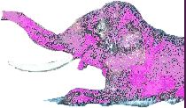 un elephant rose au bain!