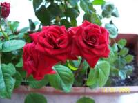 As rosas da minha varanda