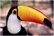 tucan