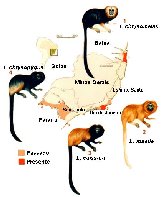 carte territoires des mico-leao