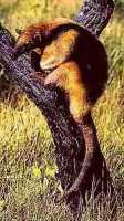 tamandua_mirim